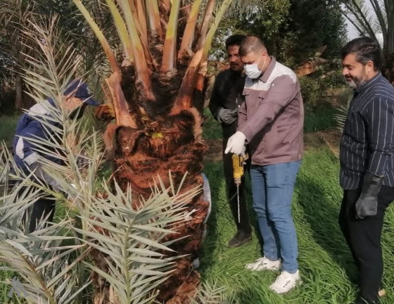 الديوانية تعلن إطلاق حملة ميدانية لمكافحة إصابات حفارات النخيل