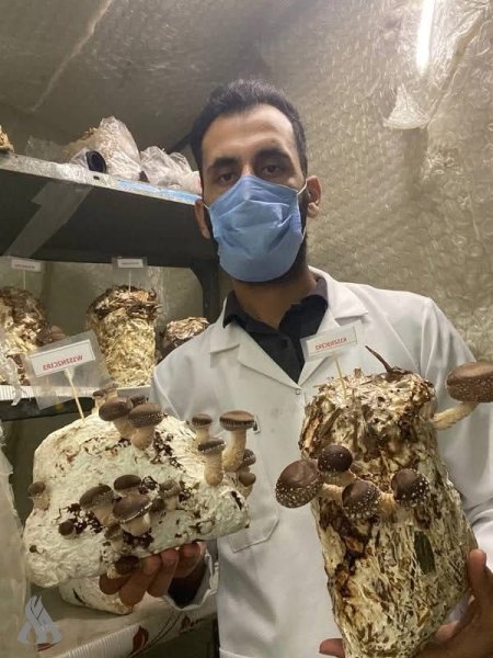 إنجاز علمي عراقي.. إنتاج فطر طبي نادر بكلفة منخفضة وبمواد محلية